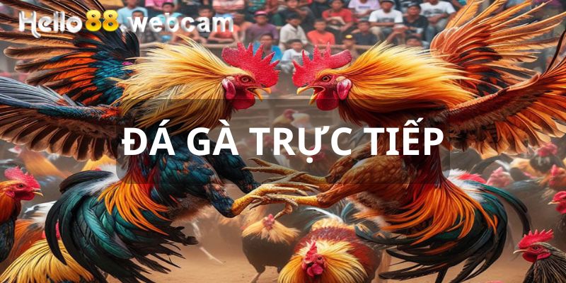 Trải Nghiệm Cá Cược Đá Gà Trực Tiếp Hàng Đầu Tại HELLO88